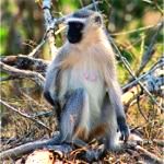 Vervet monkey